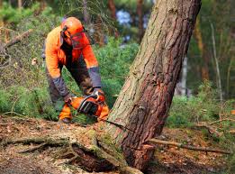 Tree and Shrub Care in Farmersburg, IN