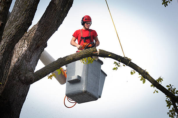 How Our Tree Care Process Works  in  Farmersburg, IN